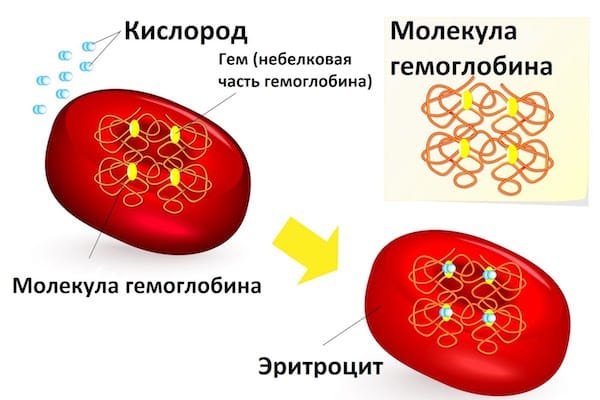 молекулы гемоглобина и связанный ими кислород